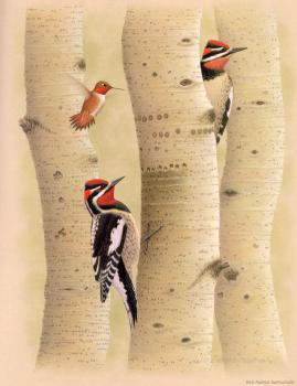 威廉 齊默曼 Red-napped Sapsucker